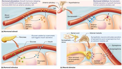 Summary of hormonal, humoral, and neural stimuli