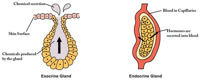Comparison of exocrine and endocrine glands