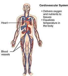 Diagram of the cardiovascular system showing the heart and blood vessels