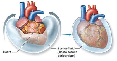 Heart within the pericardial sac and serous fluid