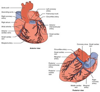 Coronary arteries of the heart
