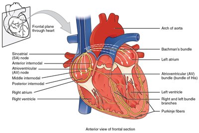 Conduction system in the ventricles
