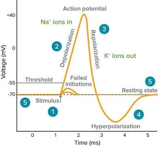 Action potential phases in a cardiac cell