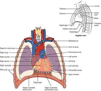 Location and basic structure of the heart in the thoracic cavity