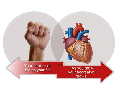 Heart size compared to a fist
