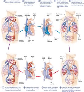 Pathway of blood through the heart and body