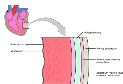 Layers of the heart wall and pericardium