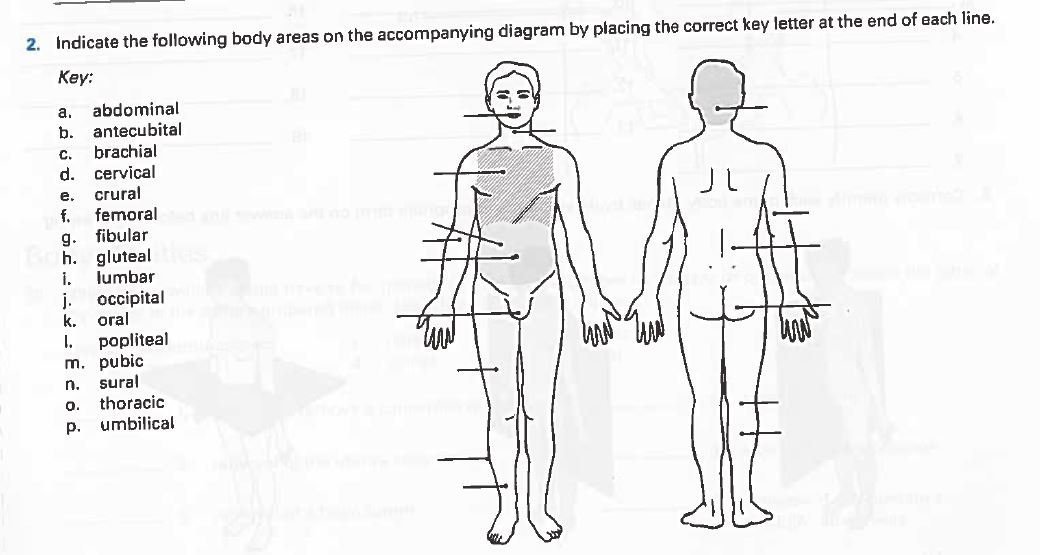 anatomical body regions diagram