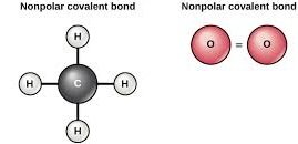 Nonpolar covalent bonds