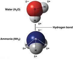 Hydrogen bond between water and ammonia