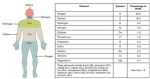 Main elements of the human body