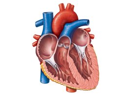 Frontal section of the heart showing chambers and valves