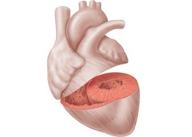 Cross-section showing left and right ventricular wall thickness