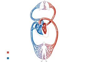 Diagram of pulmonary and systemic circulation