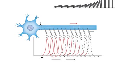 Conduction of an action potential down an axon