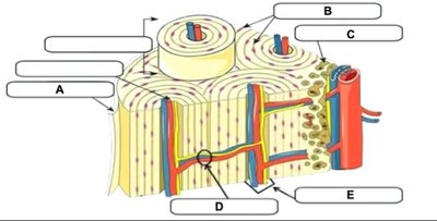 Diagram of compact bone structure with labeled parts
