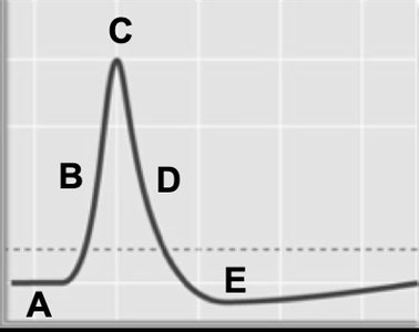 Action potential graph with labeled phases