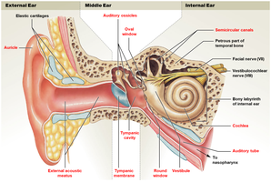 Anatomy of the ear: external, middle, and internal regions
