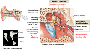 Middle ear anatomy and auditory ossicles