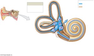Internal ear: bony and membranous labyrinths