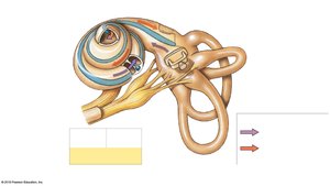 Structure of the cochlea