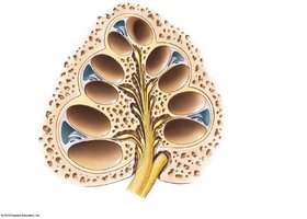 Sectional view of the cochlea and spiral organ
