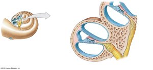 Three-dimensional section of the cochlea showing the spiral organ