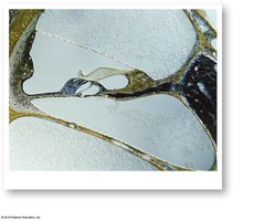 Sectional view of the cochlea and spiral organ