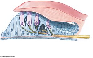 Diagram of the receptor hair cell complex of the spiral organ