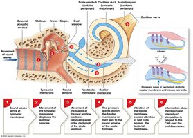 Steps in the process of hearing