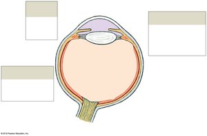 Sectional anatomy of the eye