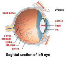 Sagittal section of the eye with labeled structures