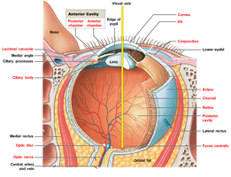 Detailed sectional anatomy of the eye, showing anterior and posterior cavities