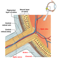 Organization of the retina and optic disc