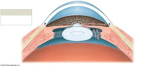 Circulation of aqueous humor in the eye
