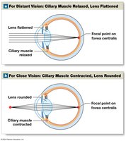 Accommodation: lens shape changes for near and distant vision