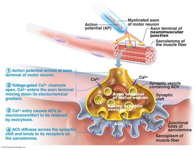 Neuromuscular junction and ACh release