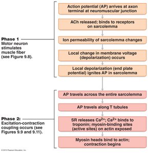 Phases of muscle fiber stimulation and excitation-contraction coupling