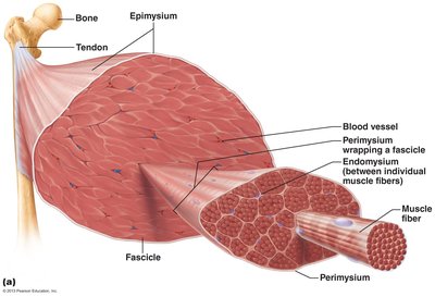 Skeletal muscle gross anatomy showing connective tissue sheaths