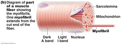 Diagram of a muscle fiber showing myofibrils and bands