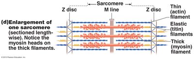 Enlargement of one sarcomere showing filament arrangement