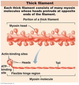 Thick filament structure (myosin)
