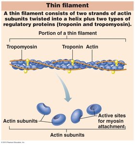 Thin filament structure (actin, troponin, tropomyosin)