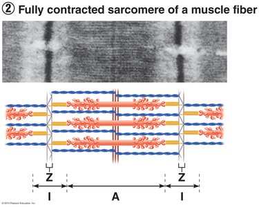 Fully contracted sarcomere of a muscle fiber