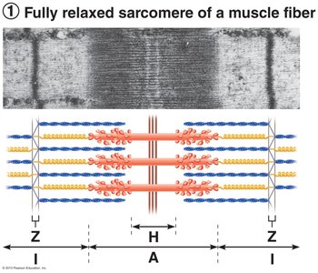 Fully relaxed sarcomere of a muscle fiber