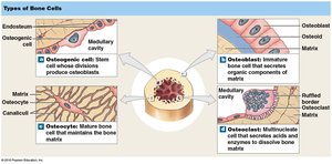 Types of bone cells
