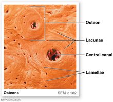 Osteons of compact bone