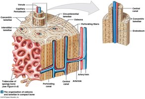 Organization of osteons and lamellae in compact bone