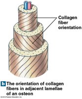 Orientation of collagen fibers in osteon lamellae