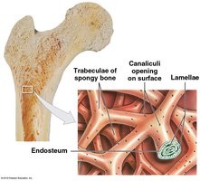 Structure of spongy bone